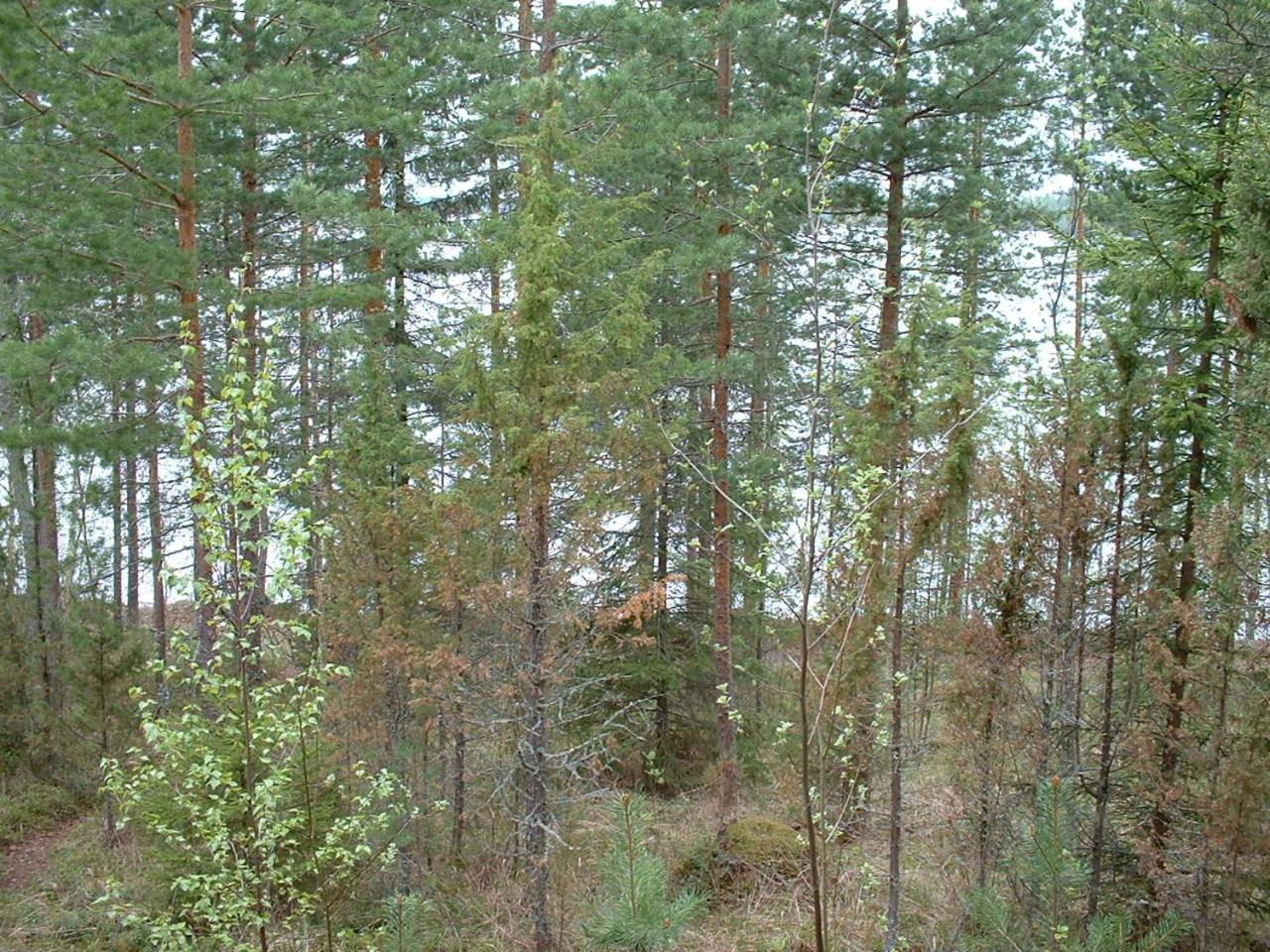 Pitkaeniemen Lomamoekit Villa Joutsa Bagian luar foto